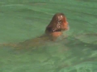 Swiss Family Robinson