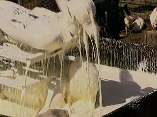 Fear Factor. 2 Brunettes submerged in Lard