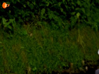 Der Landarzt - Scherbenhaufen