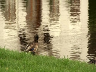 The Fountains of Peterhof