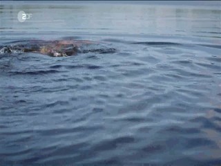 Die Frau aus dem Moor 