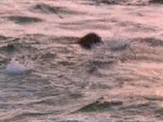 The Perez family - 1996