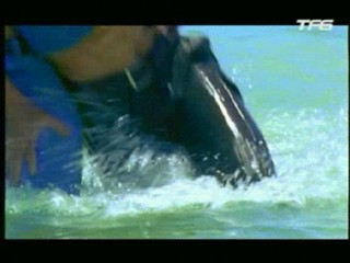 Le Retour d'Arsène Lupin (aka Requins à la Havane)