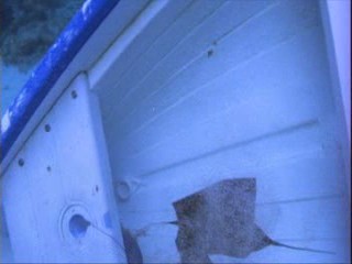 Survival Island Trailer