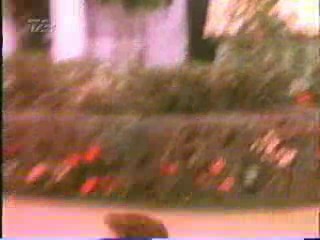 Step By Step, Dallas