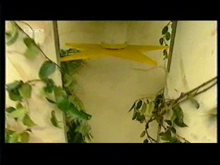 I am a star, get me out of here (Ich bin ein Star â€“ Holt mich hier raus!)