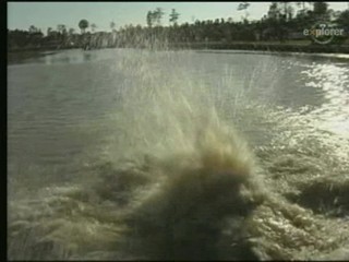 Swamp Buggy Queen Documentary