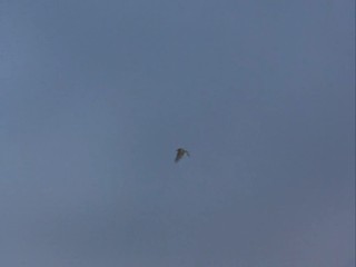 Remington Steele-  Maltese Steel