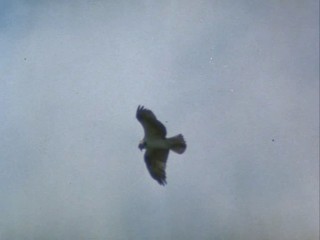 Remington Steele-  Maltese Steel