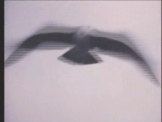 Baywatch : Panic at Malibu Pier