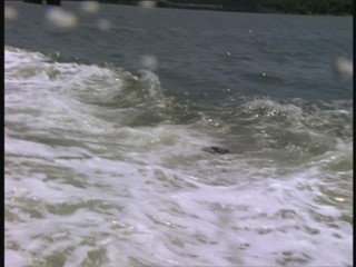 Water Rats - Eye for an Eye