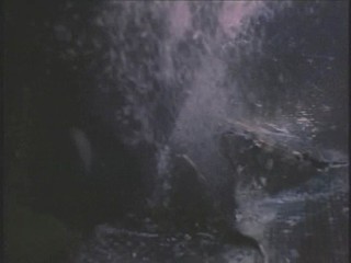 Baywatch - The Falcon Manifesto