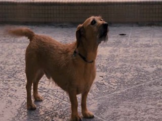 Ace Ventura  Pet Detective Jr.