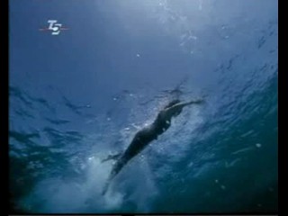 Sea Wolf, Traumschiff Surprise