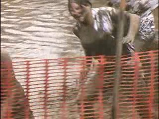 Pig Wrestling - 2007 Thresheree : Episode 2