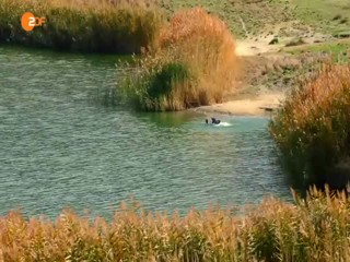 Ein Fisch namens Liebe