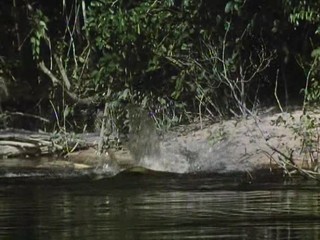 Le Jaguar; Patricia Velasquez swim scene
