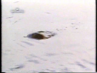 Hallmark Channel wetlook