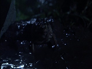 Japanese girl into the mud pool!