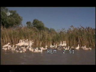 Ferien mit Piroschka