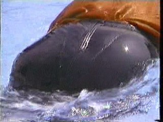 Leather skirt swimming