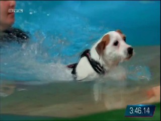 Top Dog Germany - 13.08.2021