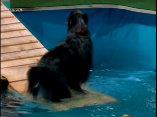Top Dog Germany - 13.08.2021