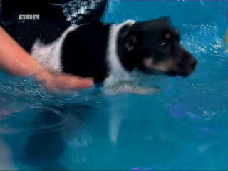 Top Dog Germany 2022