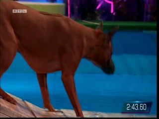 Top Dog Germany 08.07.2022 