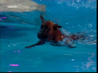 Top Dog Germany 08.07.2022 