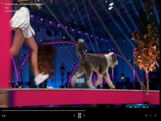 Top Dog Germany 08.07.2022