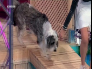 Top Dog Germany 08.07.2022