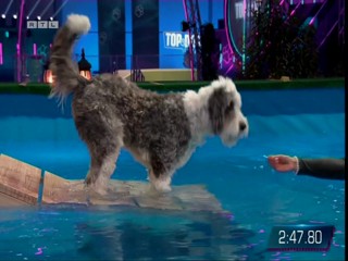 Top Dog Germany 08.07.2022