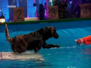 Top Dog Germany 16.07.2022
