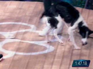 Top Dog Germany 16.07.2022