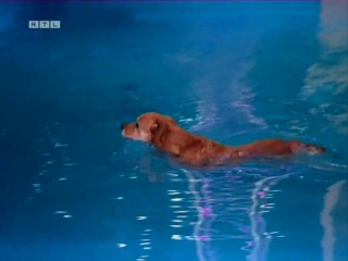 Top Dog Germany 16.07.2022