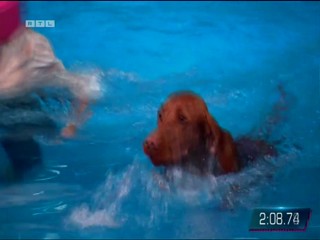 Top dog Germany 29.07.2022