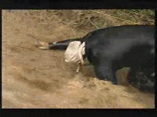 I'm a Celebrity - Hell Hill 2