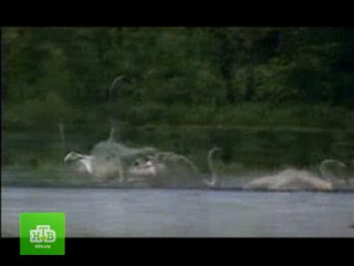 Serial   Swan Paradise 