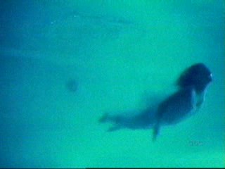 Brothers & Sisters (2006)