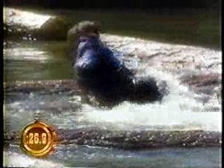 Heaven Help Us,  Wild West Showdown