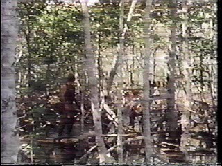 Massacre in Dinosaur Valley