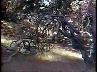 Many Rivers to Cross & Linnea Quigley movie