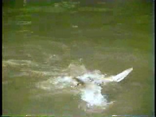 Gidget, The Babe, Takeshi's Castle