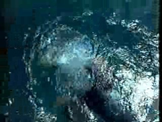 Underwater Wedding,  What Would You Do