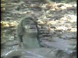 Incredible Hulk + pie tv