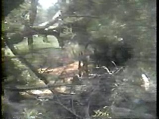 Incredible Hulk + pie tv