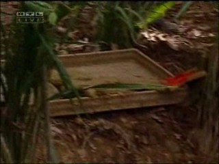 Ich bin ein Star â€“ Holt mich hier raus!