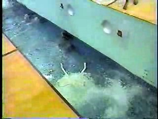 Candid Camera.  Paper Dolls