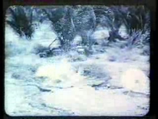 Noel's House Party,  Hollywood Cavalcade